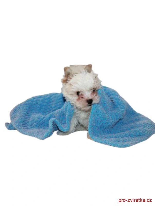 Deka pro psa Betynka Tweed 520