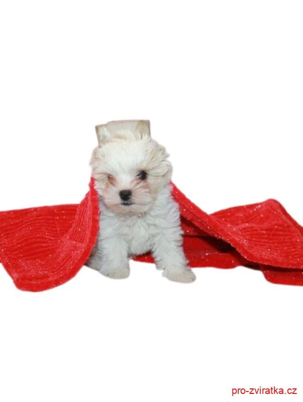 Deka pro psa Betynka třpytivá 418