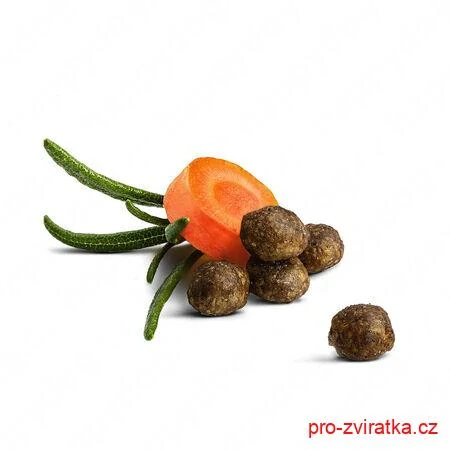 Young Kitten Land Geflügel / Drůbež