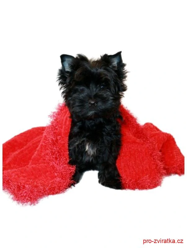 Deka pro psa Bonbon 3108 Akki červená
